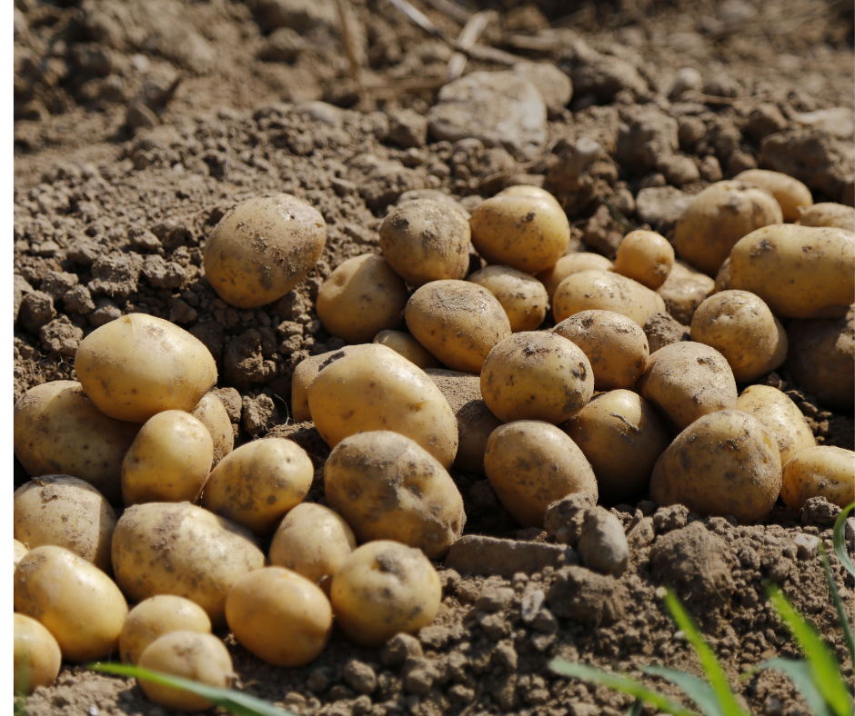 comment récolter des pommes de terre