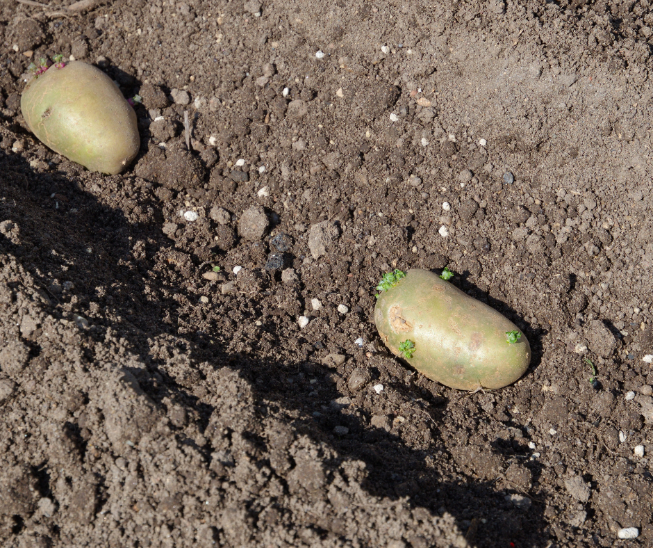 comment planter les pommes de terre