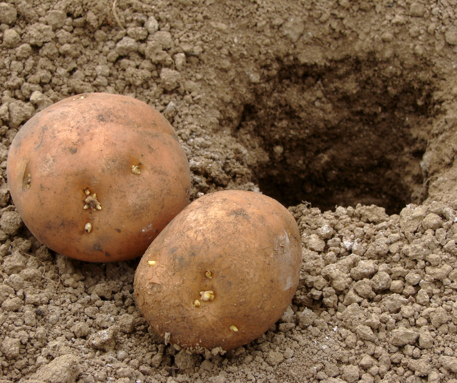 comment planter des pommes de terre